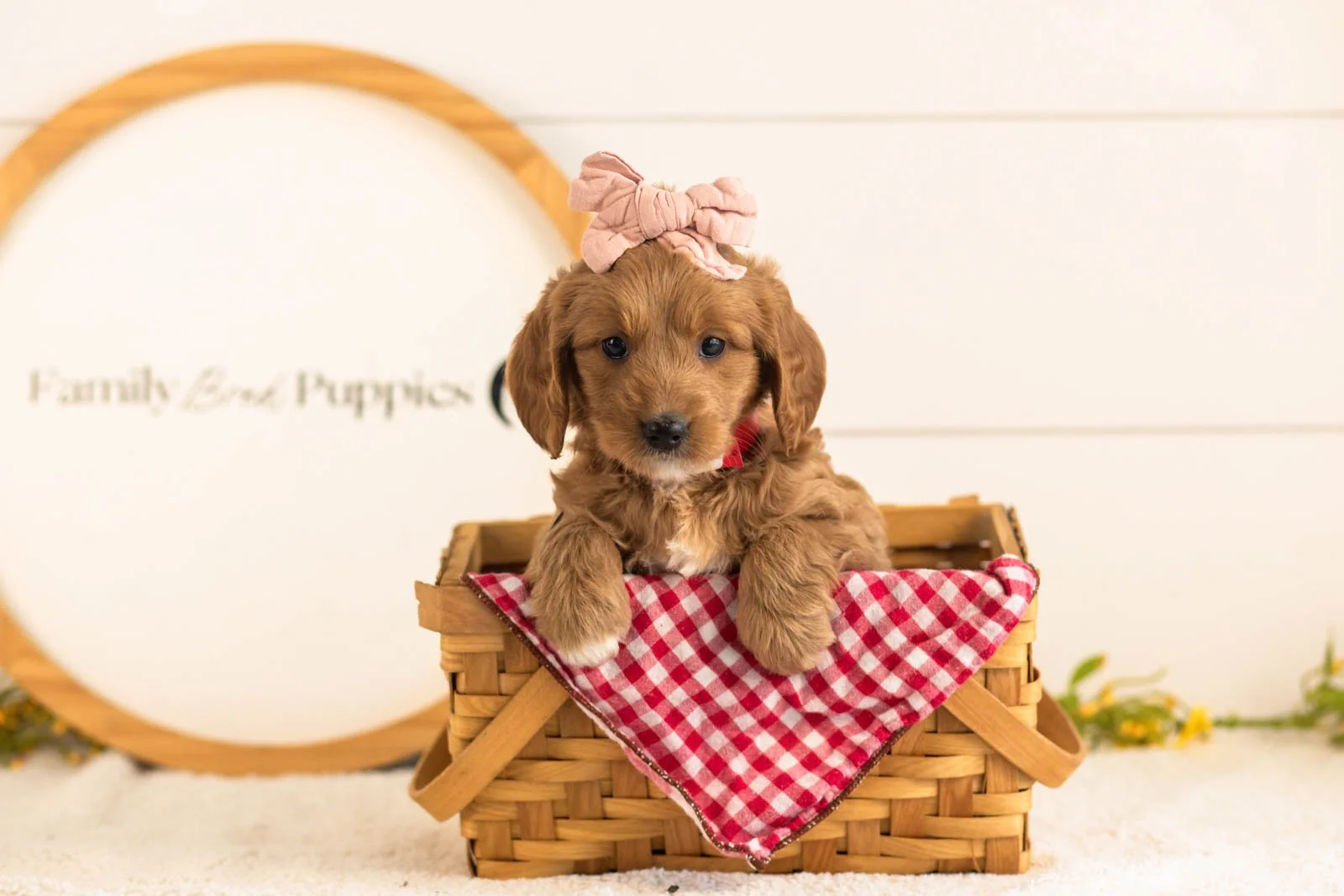 Lani goldendoodle for sale(4).jpg