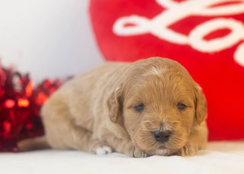 americano goldendoodle for sale(3).jpg