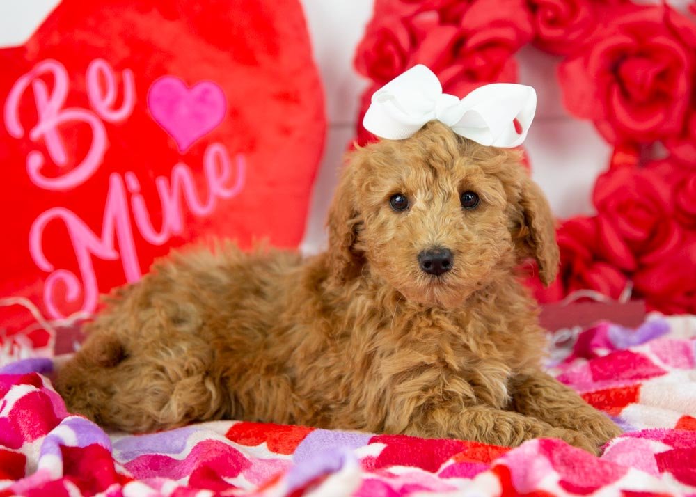 bingo goldendoodle for sale(1).jpg