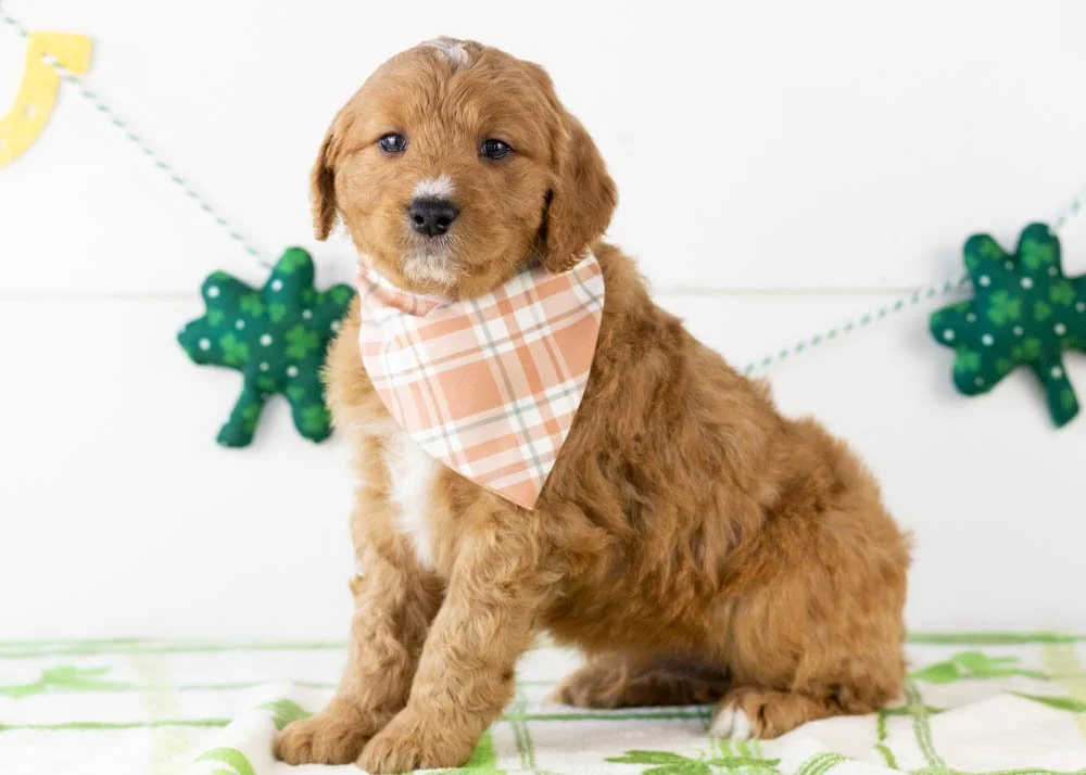 Bean goldendoodle for sale(2).jpg