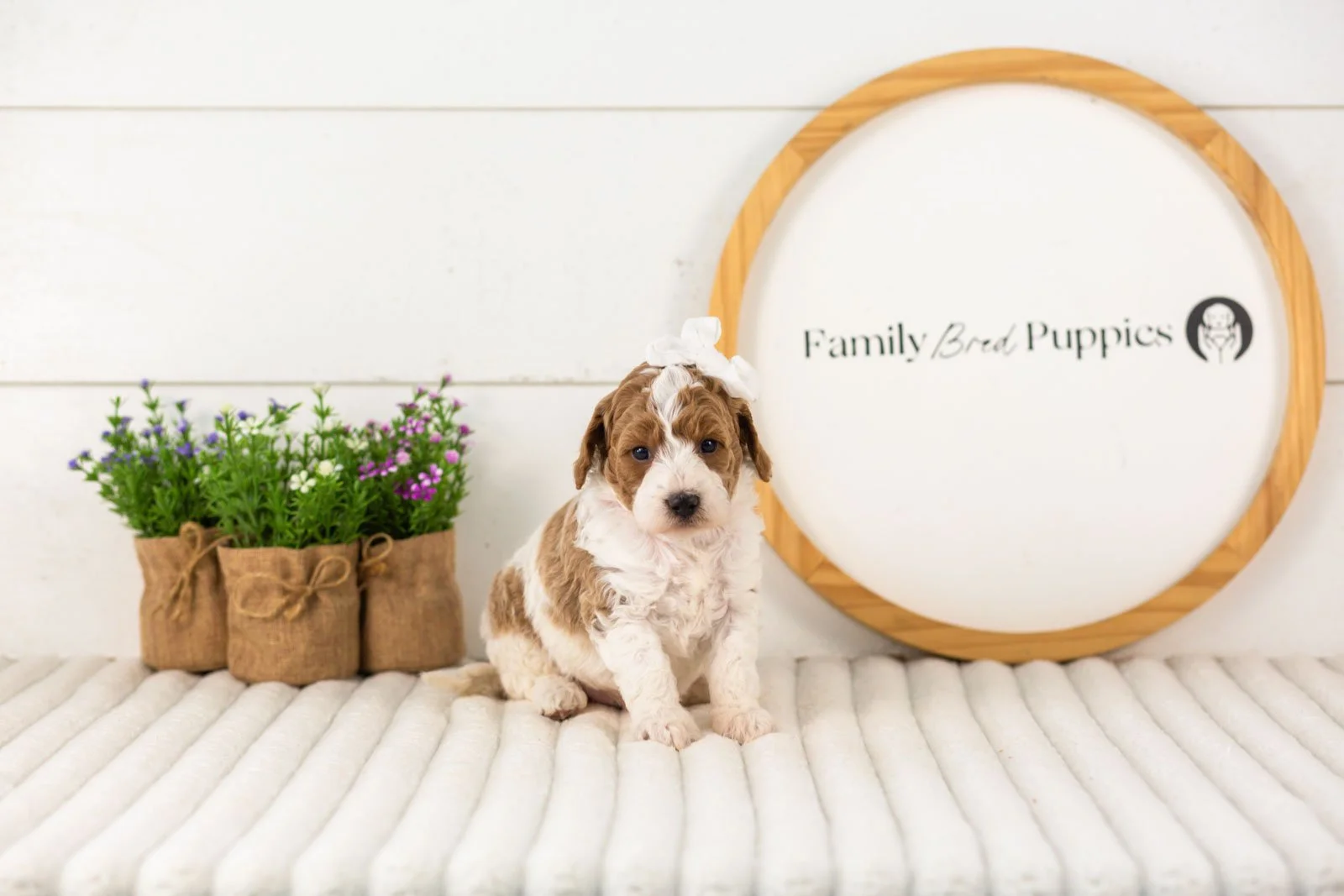 Lucy goldendoodle for sale.jpg
