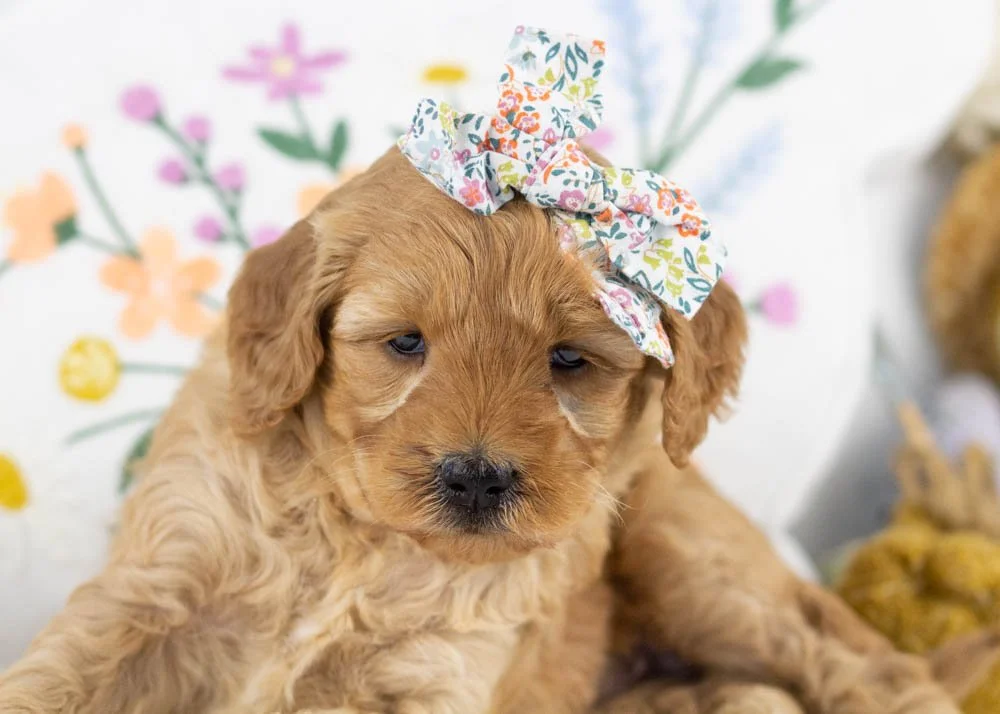 goldendoodle for sale