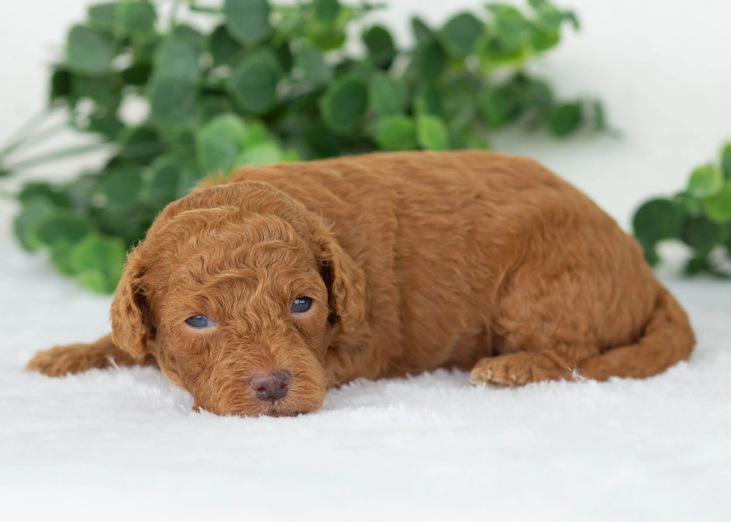 Edward Goldendoodles for sale(1).jpg