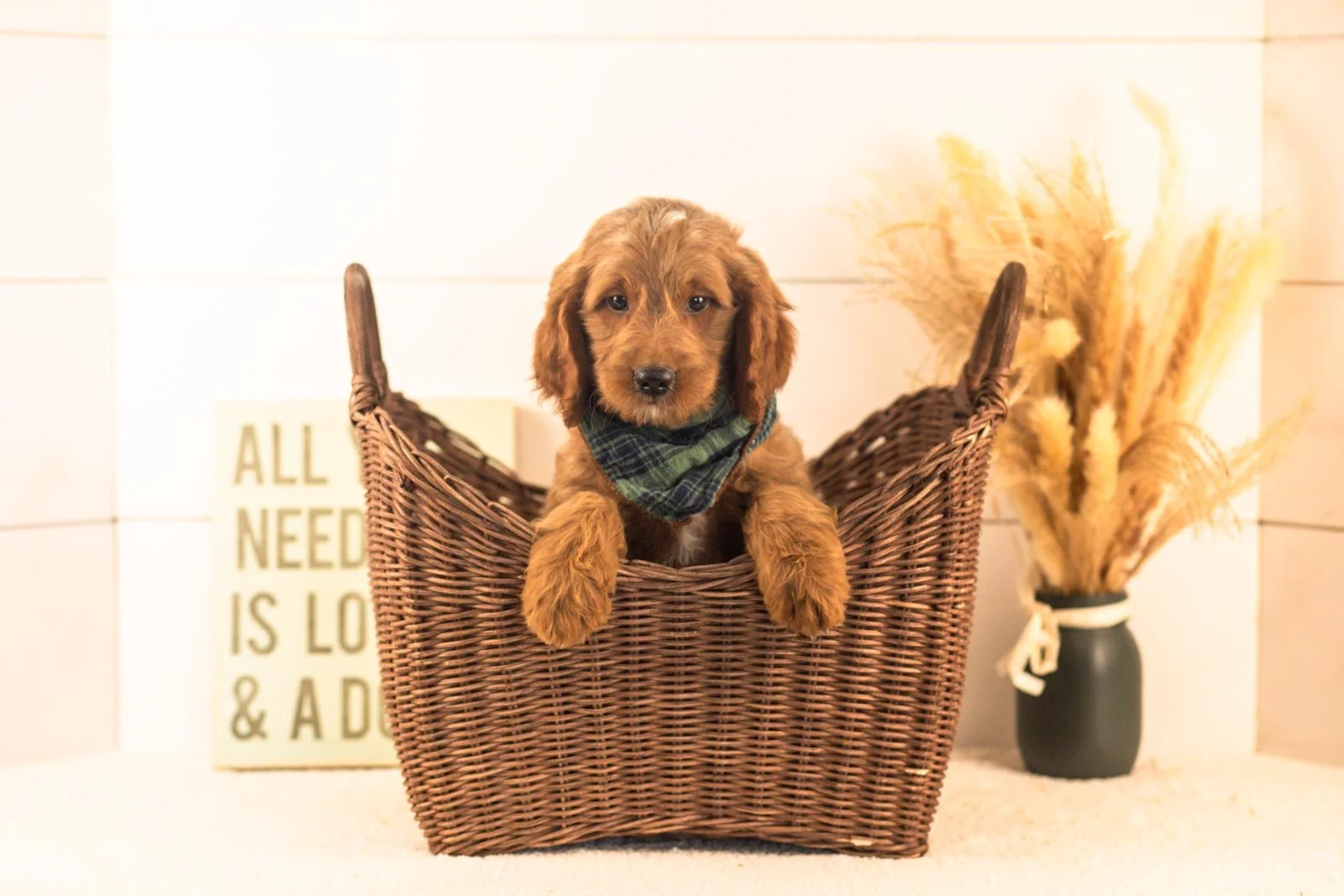 Oscar goldendoodle for sale(2).jpg