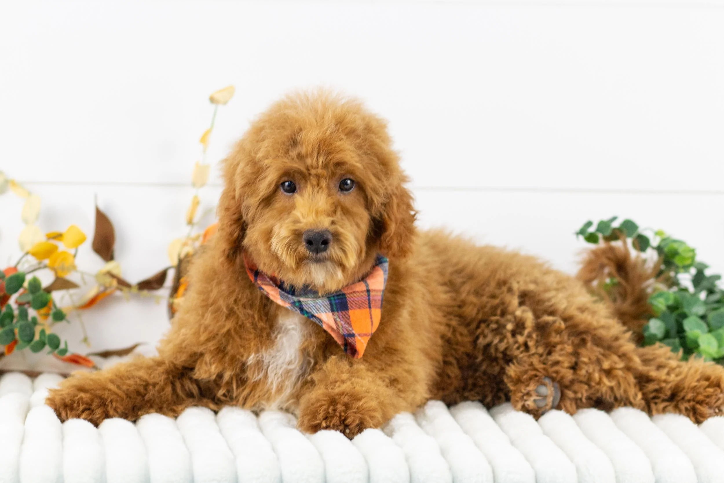 Maxwell 6_16 goldendoodle for sale(1).jpg