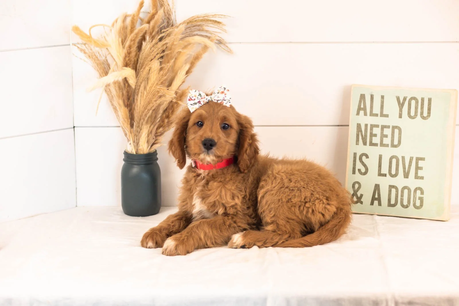 Odessa goldendoodle for sale(3).jpg