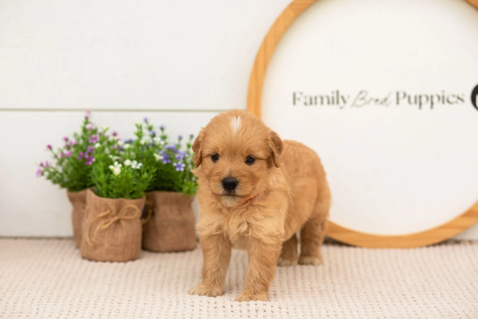 eva goldendoodle for sale(1).jpg