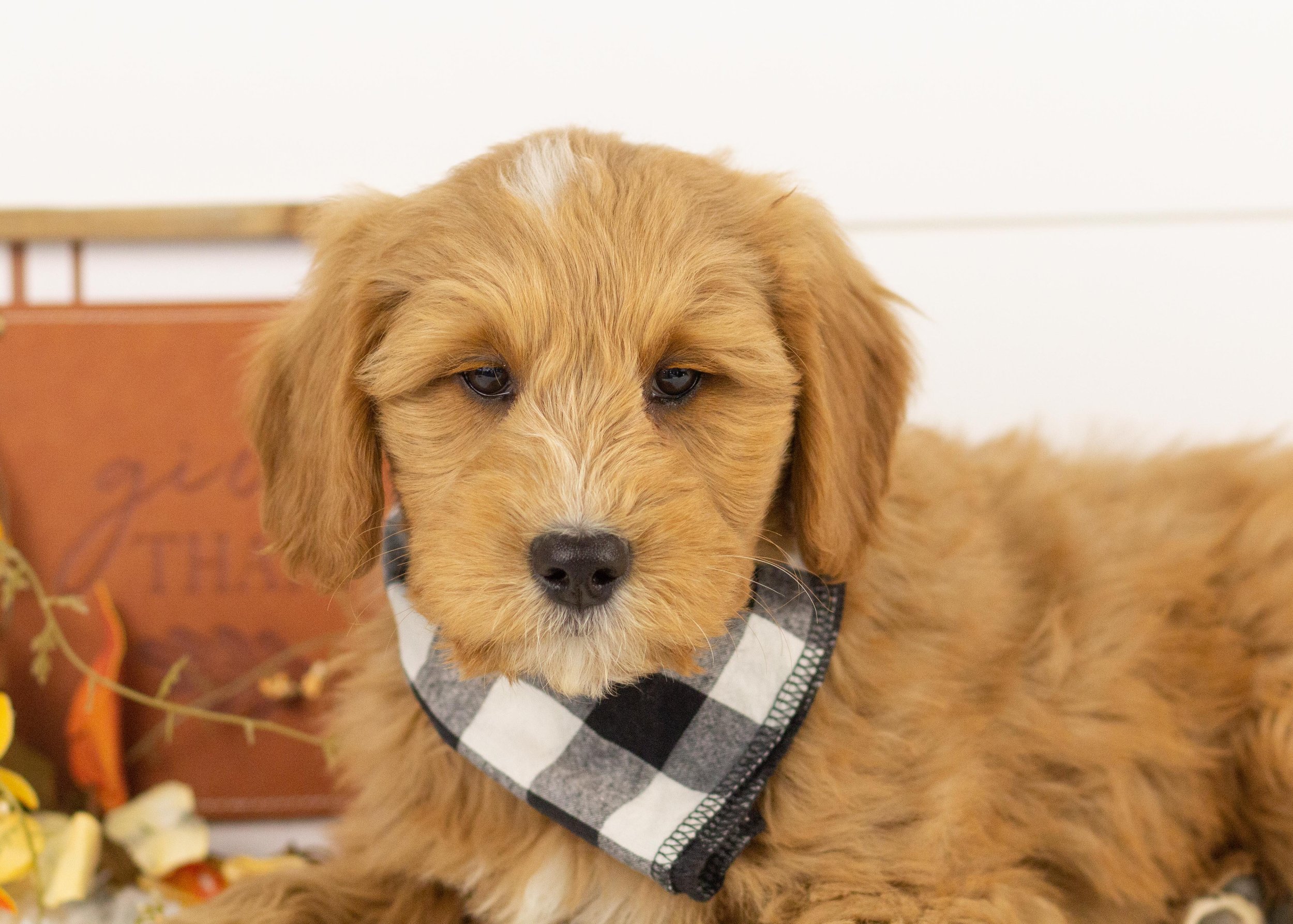 Walker goldendoodle for sale(3).jpg