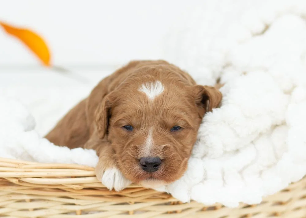 Hazelnut goldendoodle for sale.jpg