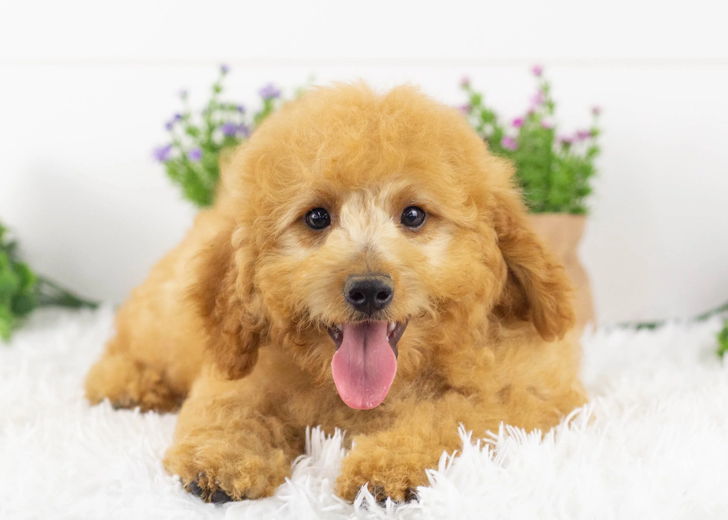 Frankie Goldendoodle for sale(2).jpg