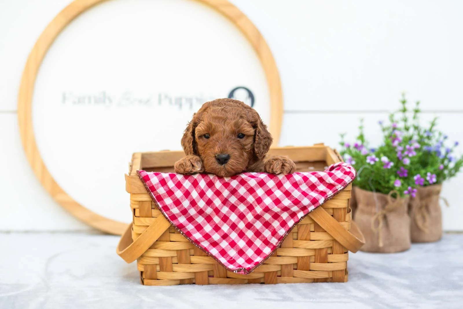 Cocoa goldendoodle for sale(4).jpg