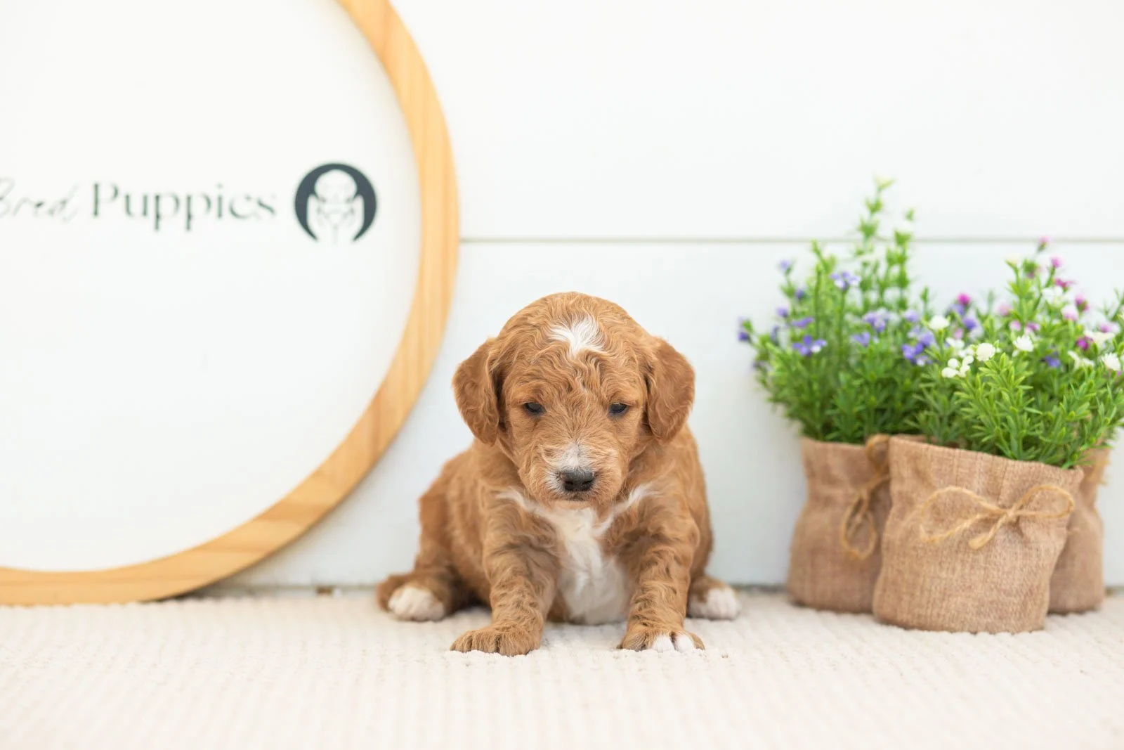 Bolt golendoodle for sale.jpg