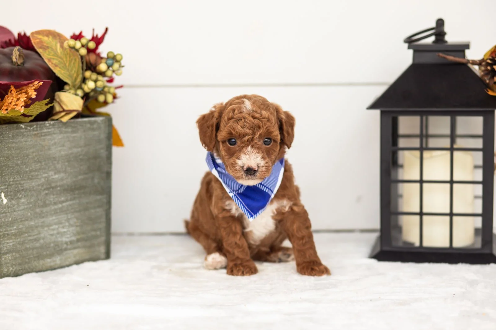 Secretariet goldendoodle for sale 4.jpg