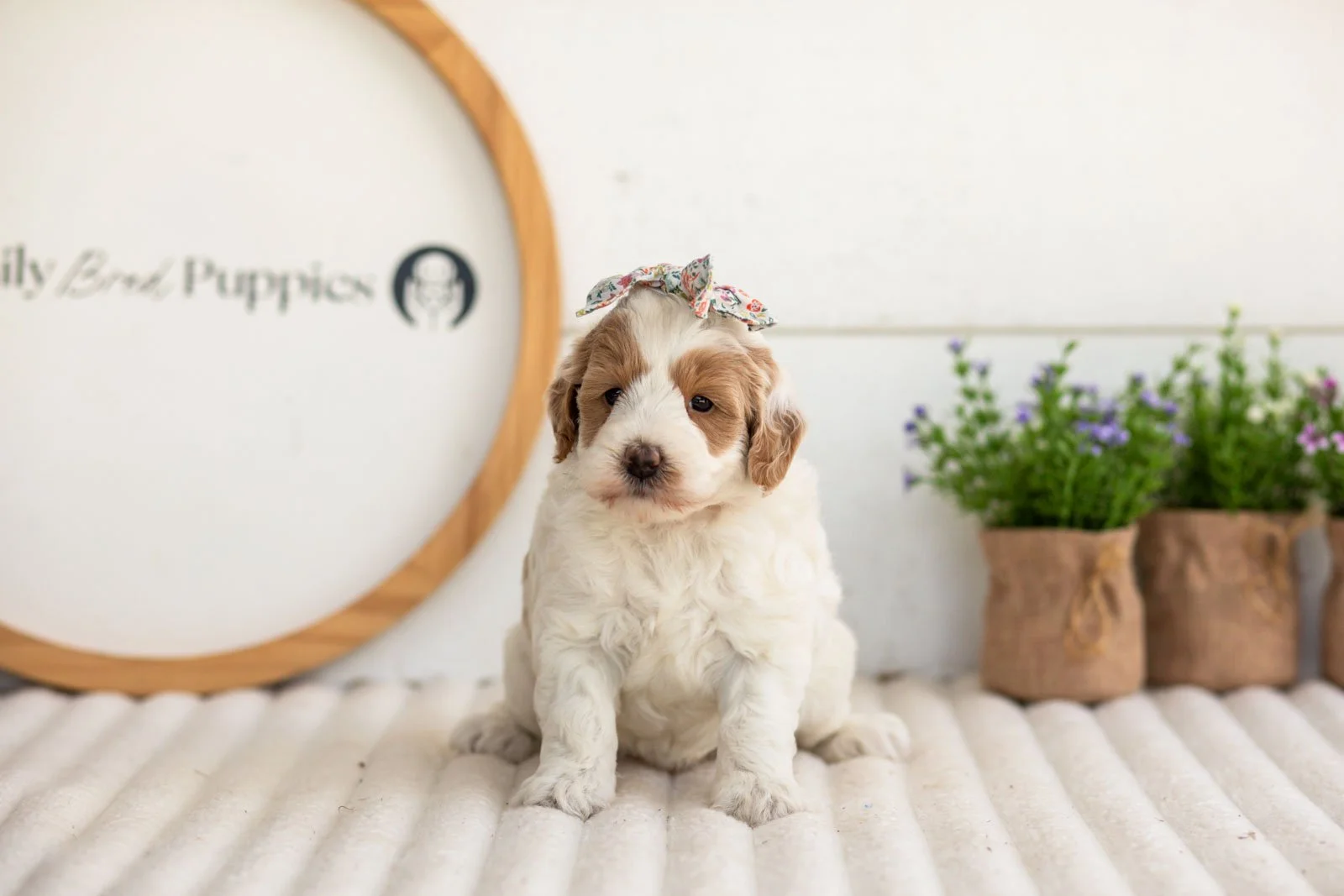 Leslie goldendoodle for sale(1).jpg