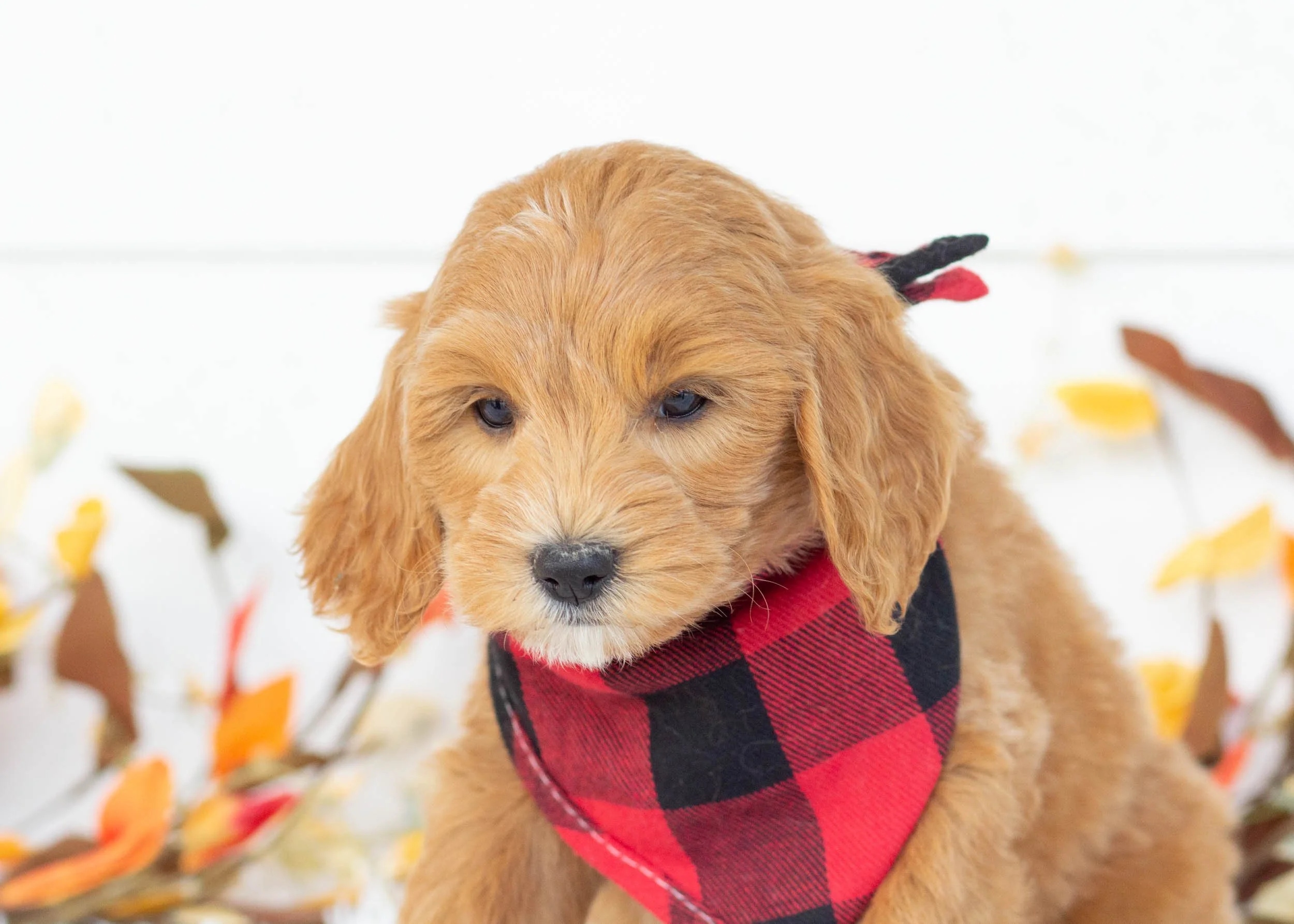 Chip golendoodle for sale.jpg