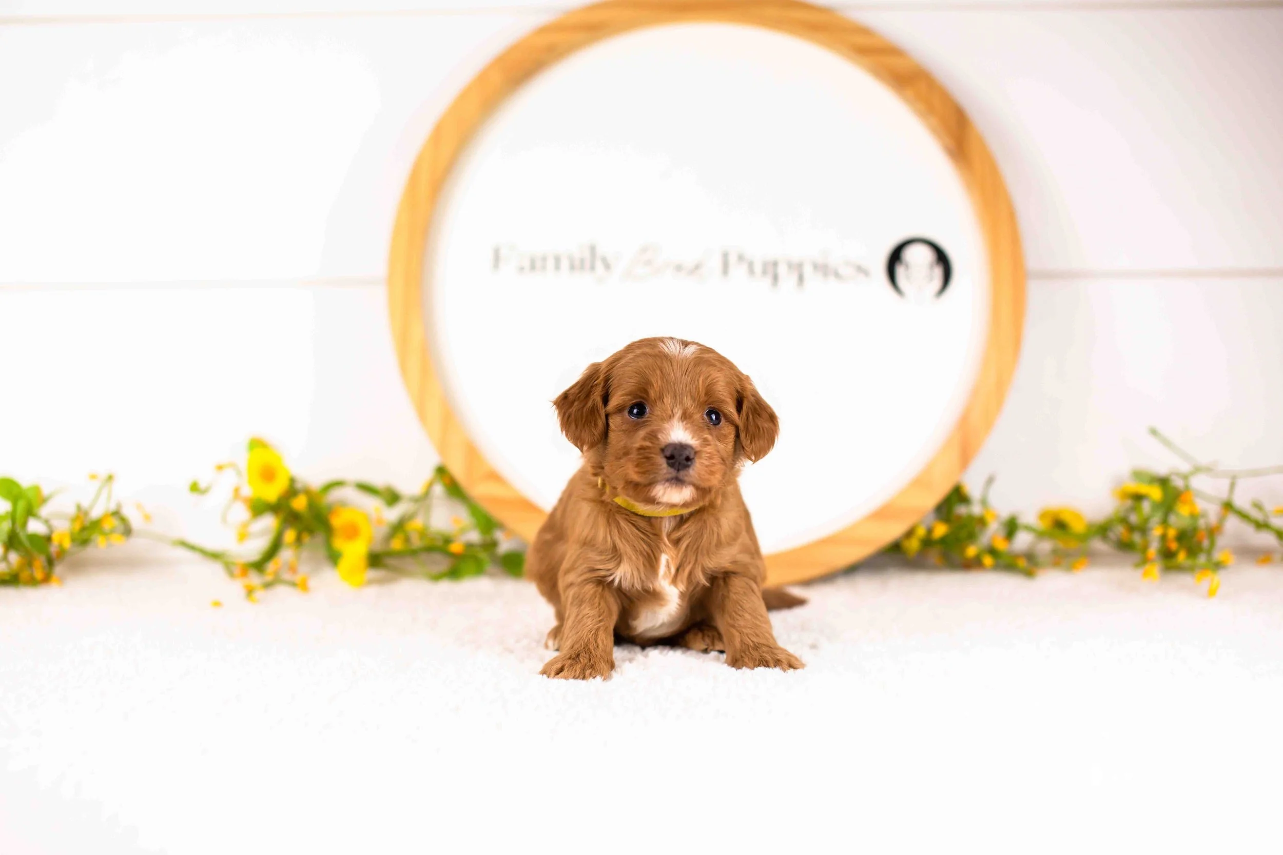 Fritter goldendoodle for sale(1).jpg