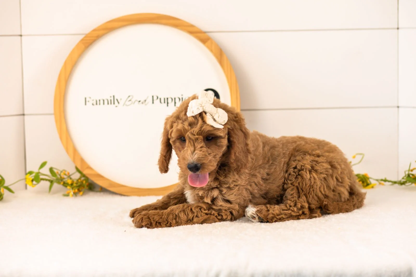 Breeze Goldendoodle for sale(1).jpg