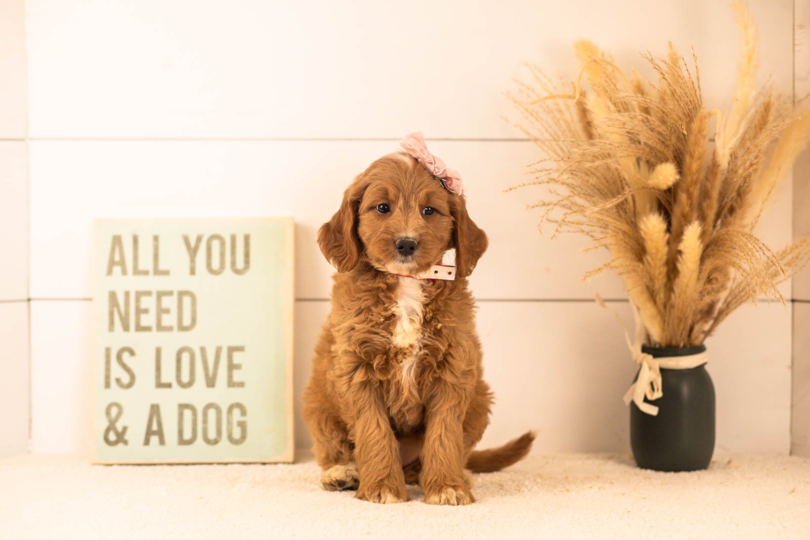 Veah goldendoodle for sale(1).jpg