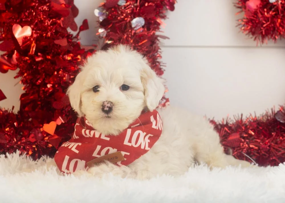 Lucky goldendoodle for sale(3).jpg