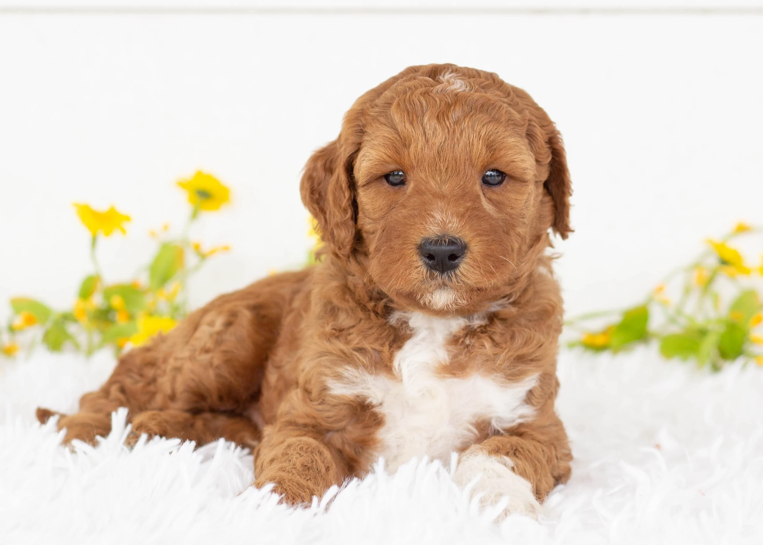 Funnel Cake Goldendoodle for sale(2).jpg