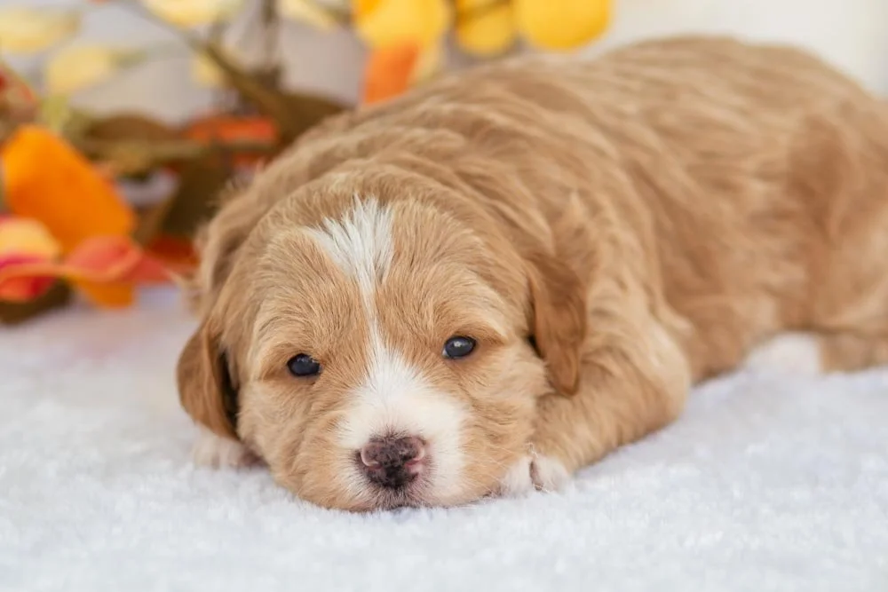 cranberry goldendoodle for sale(1).jpg