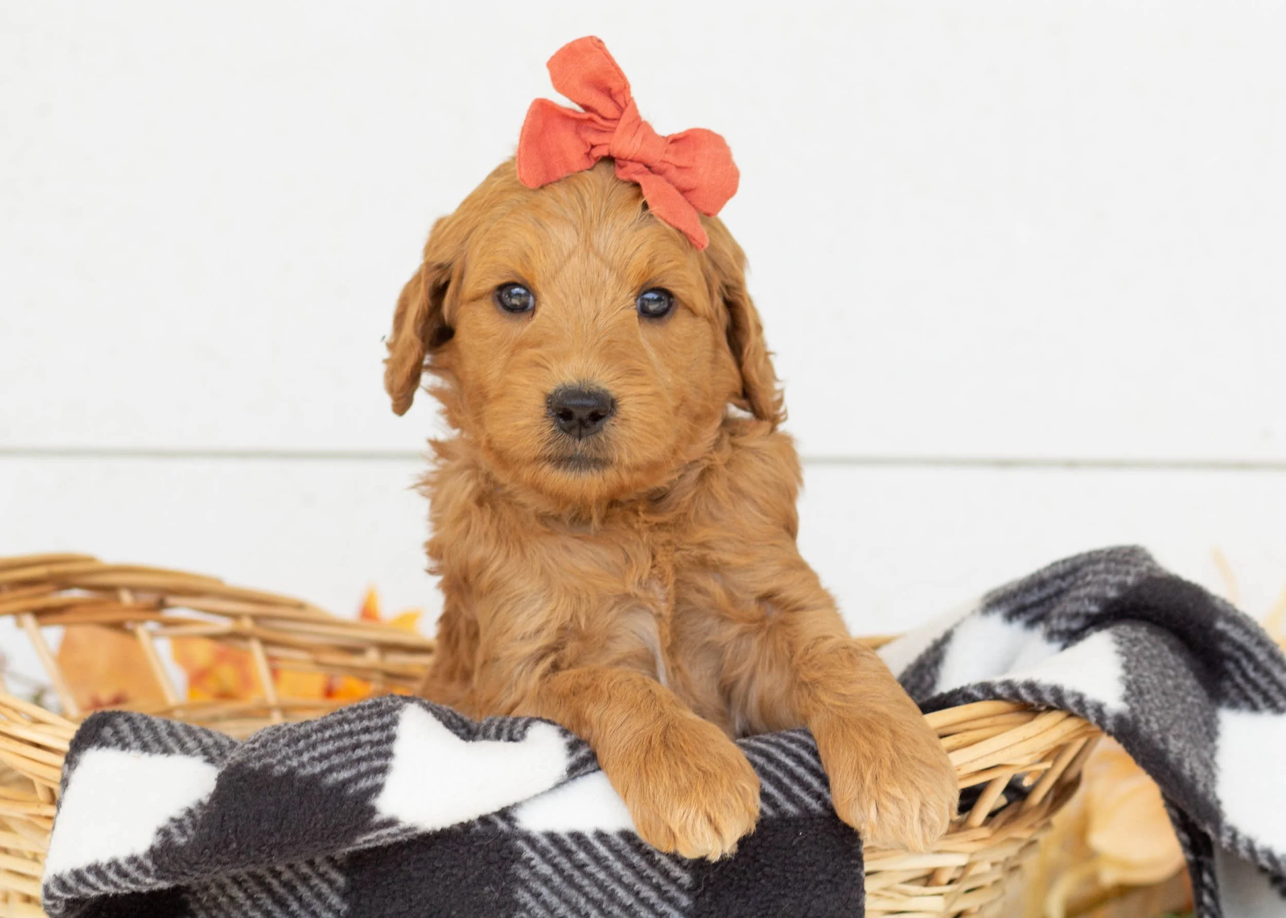 Pebbles goldendoodle for sale(3).jpg
