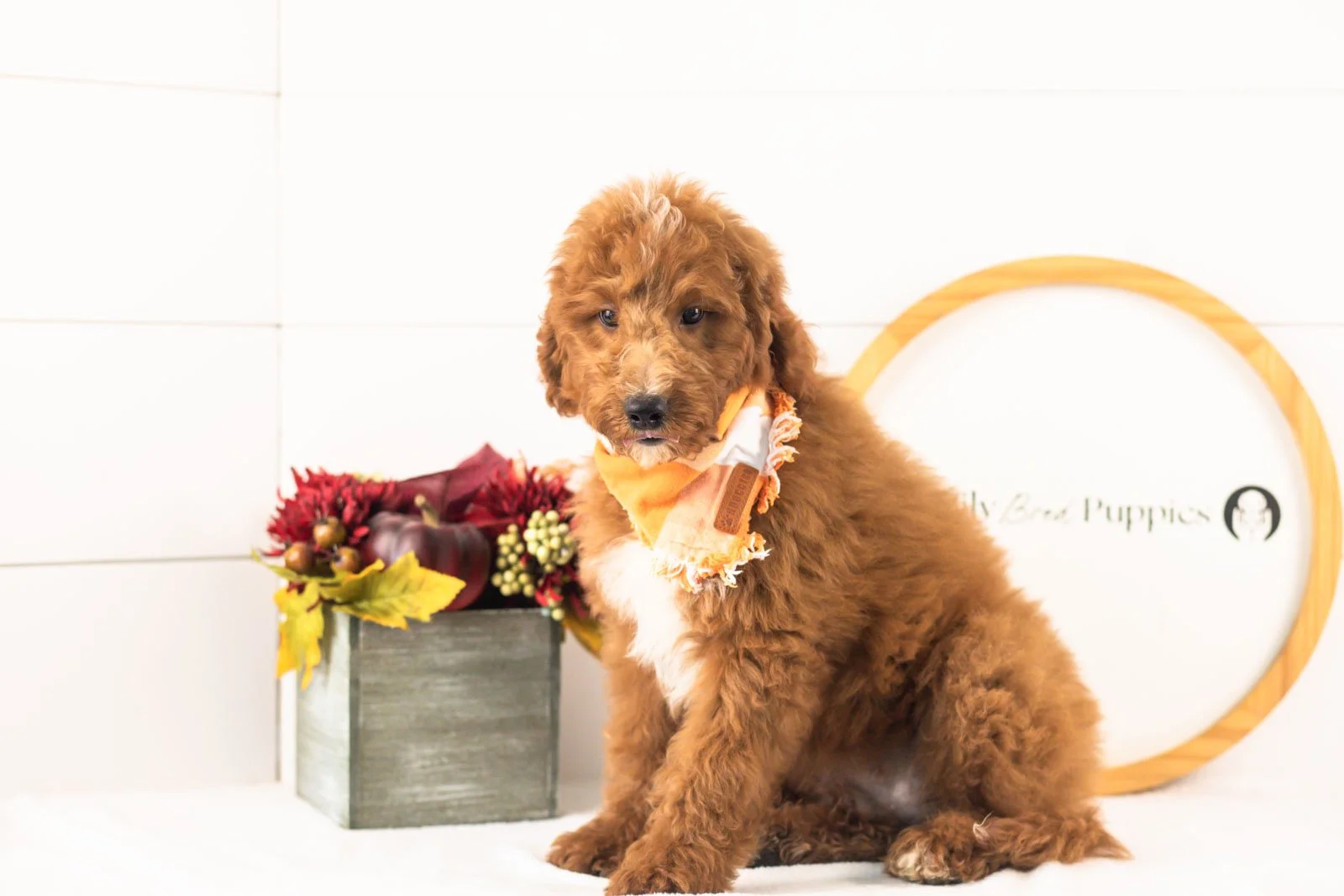 Pika goldendoodle for sale.jpg