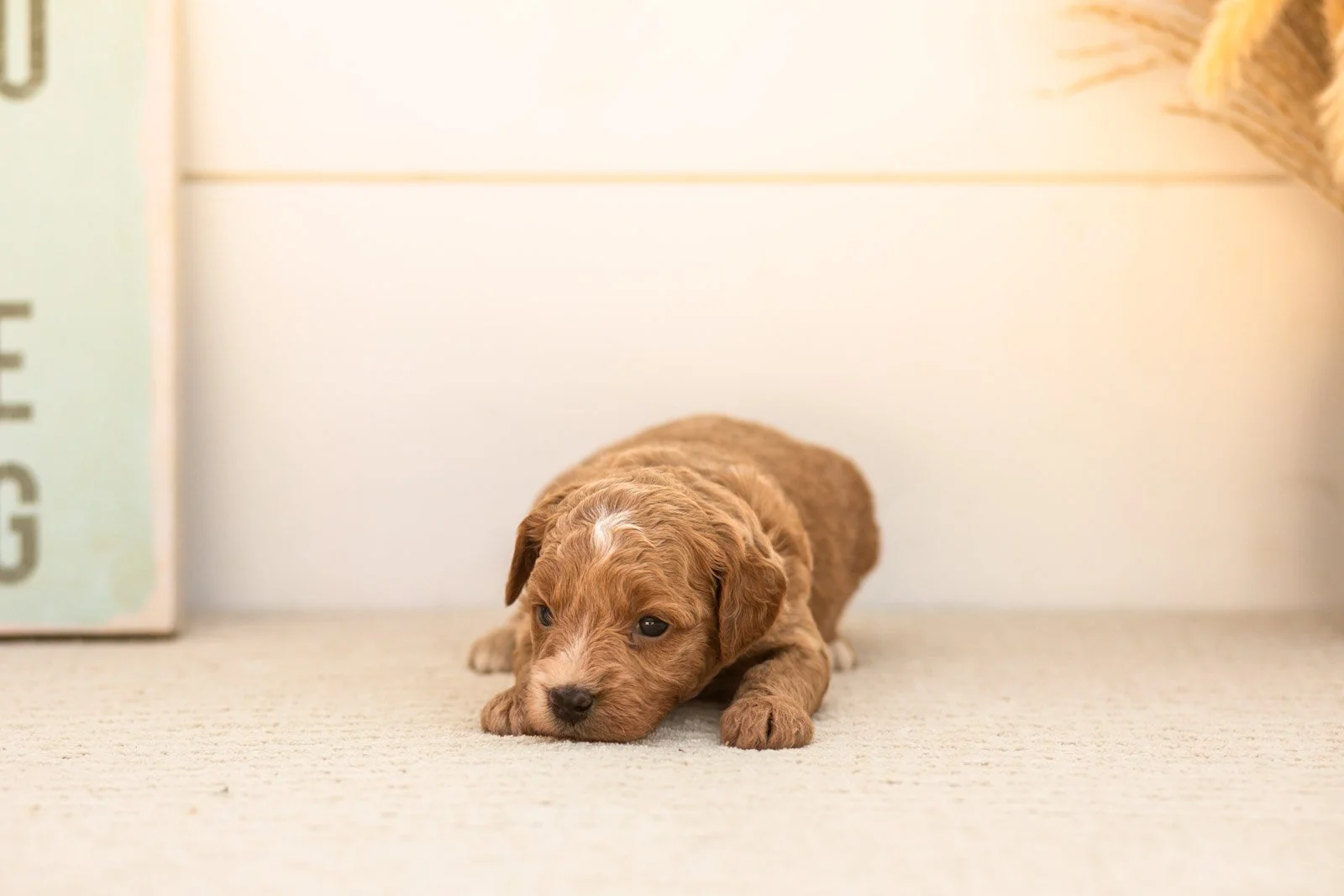 Katiedid goldendoodle for sale(2).jpg