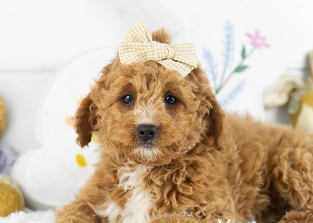 goldendoodle for sale
