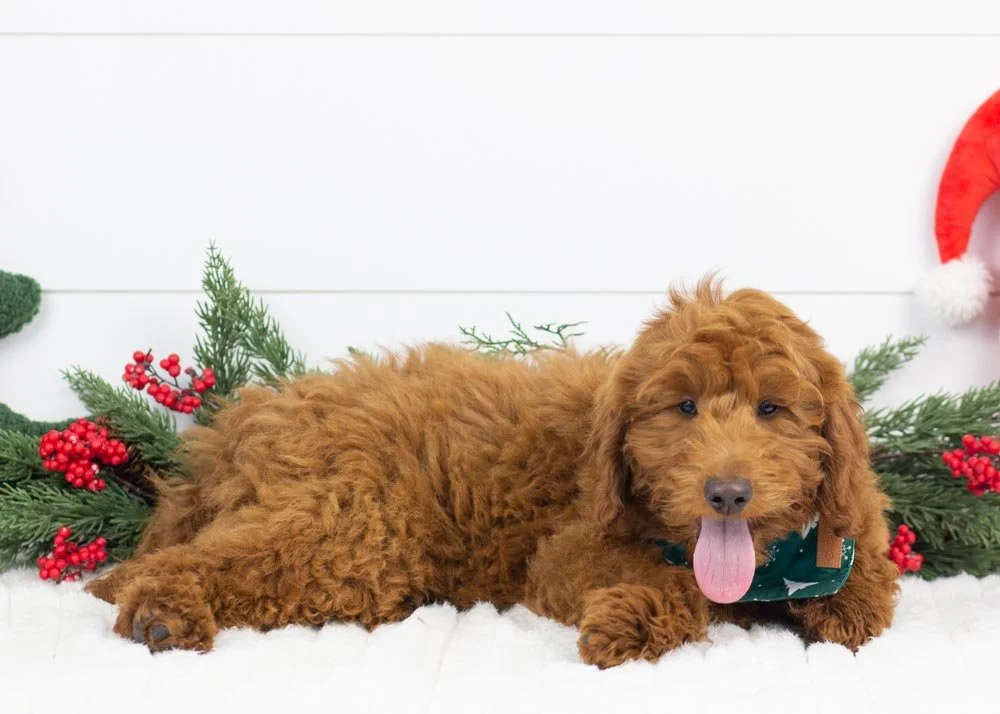 Griffin goldendoodle for sale(3).jpg