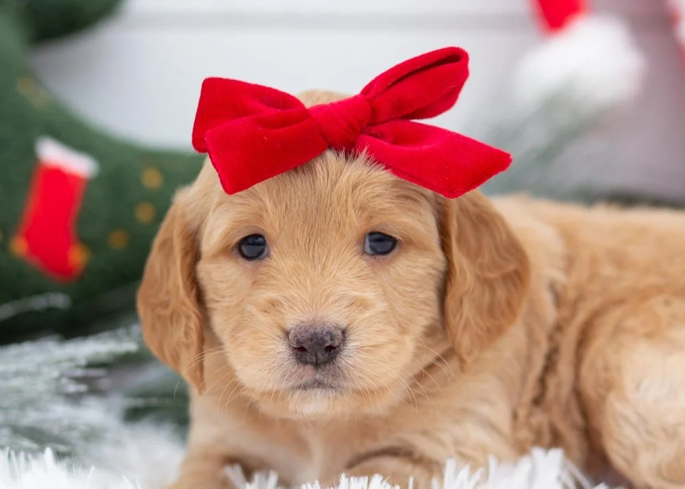 goldendoodle for sale