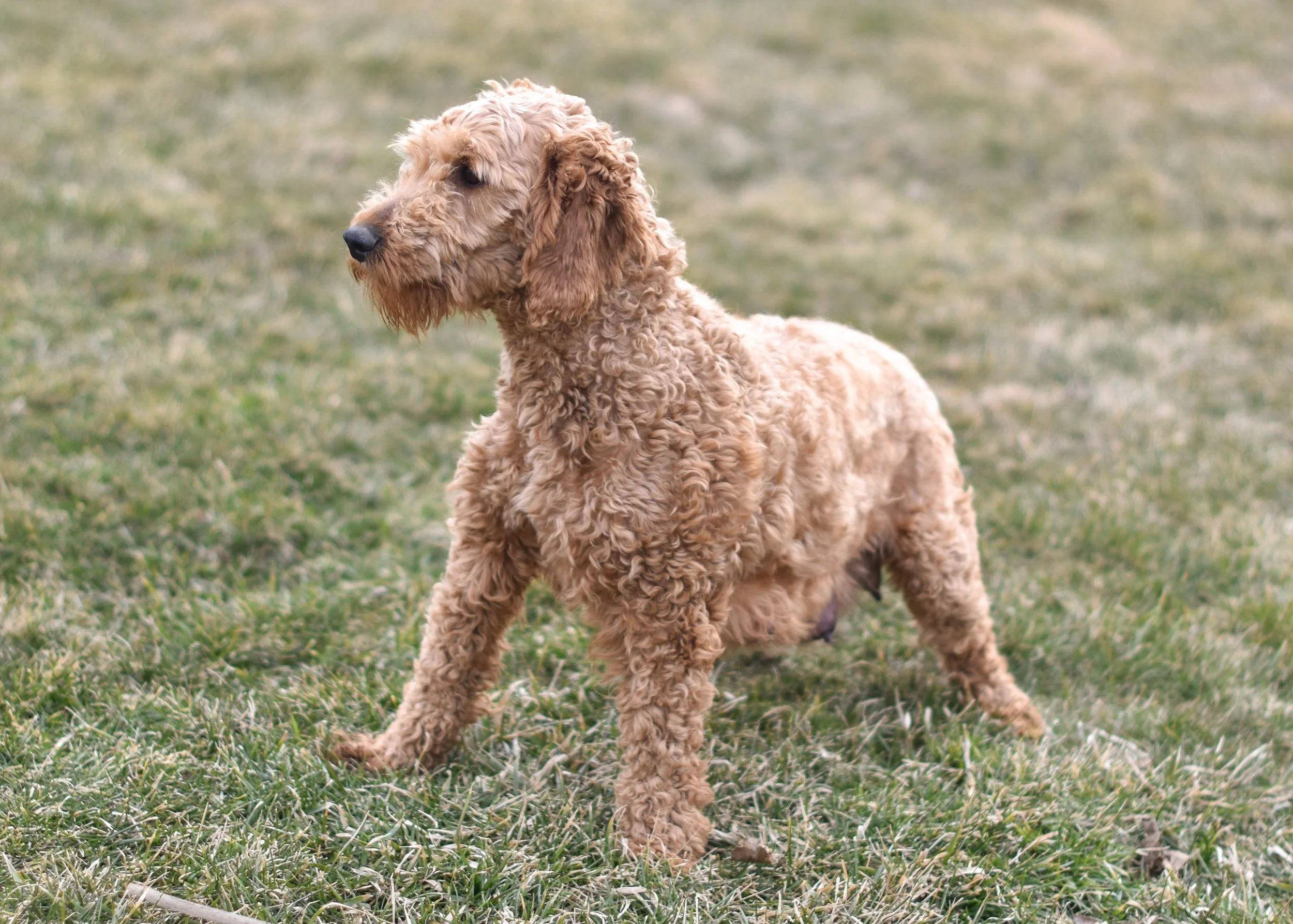 mom goldendoodle