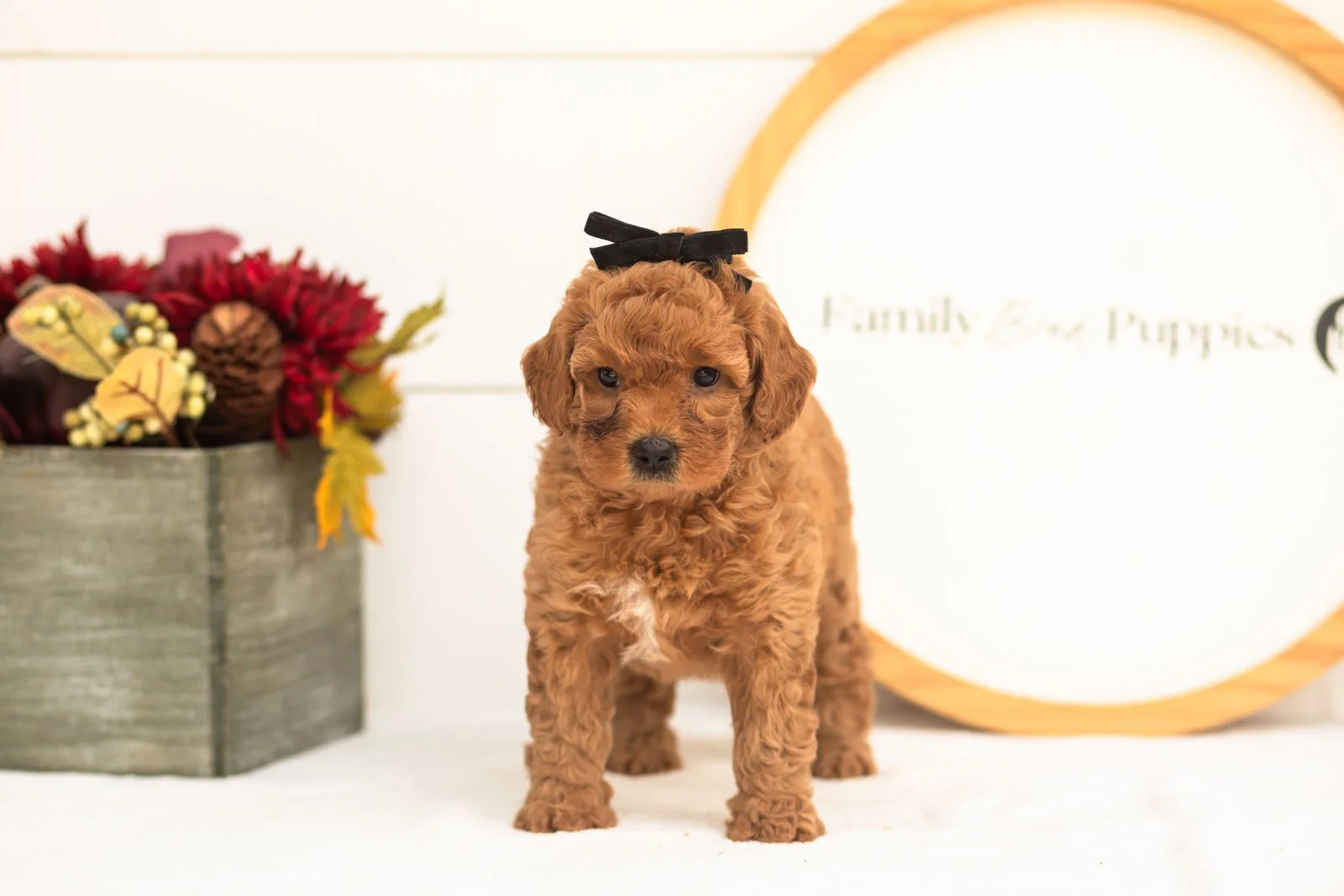 Ladybug goldendoodle for sale(4).jpg