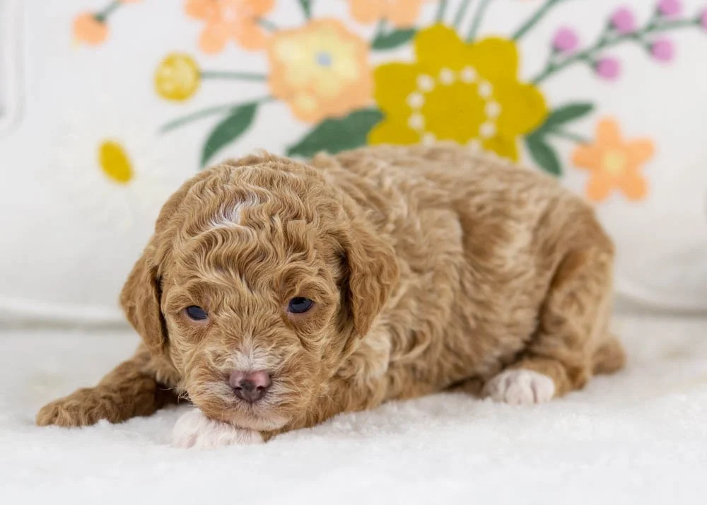 milo goldendoodle for sale(2).jpg