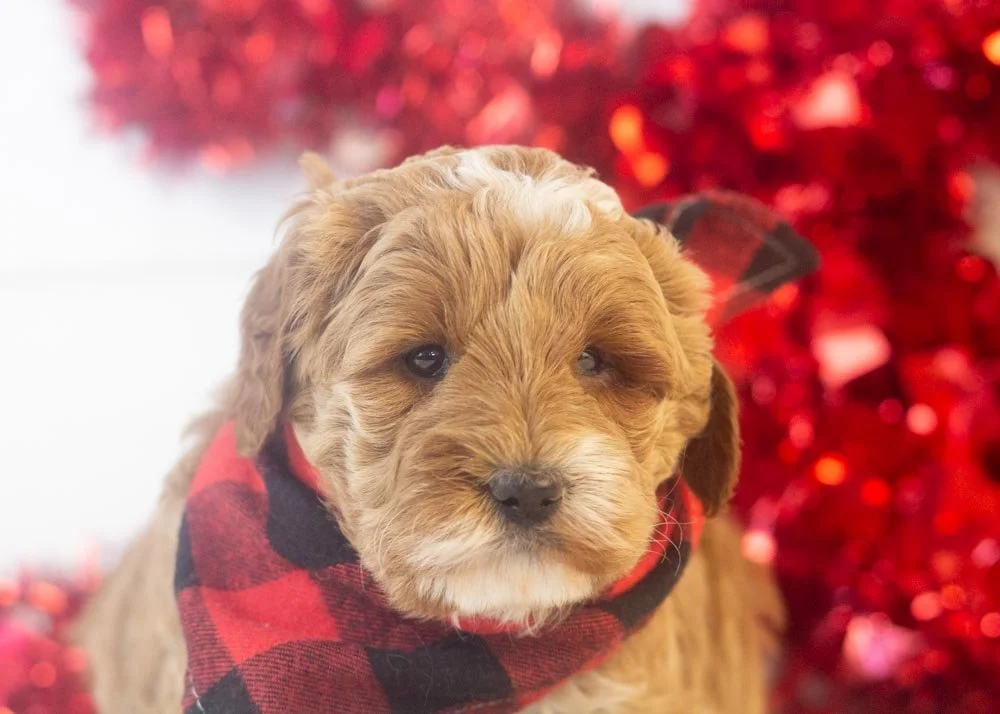 Brax goldendoodle for sale(1).jpg