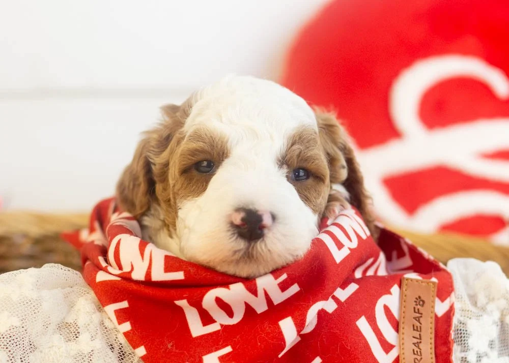 Mustang goldendoodle for sale(1).jpg