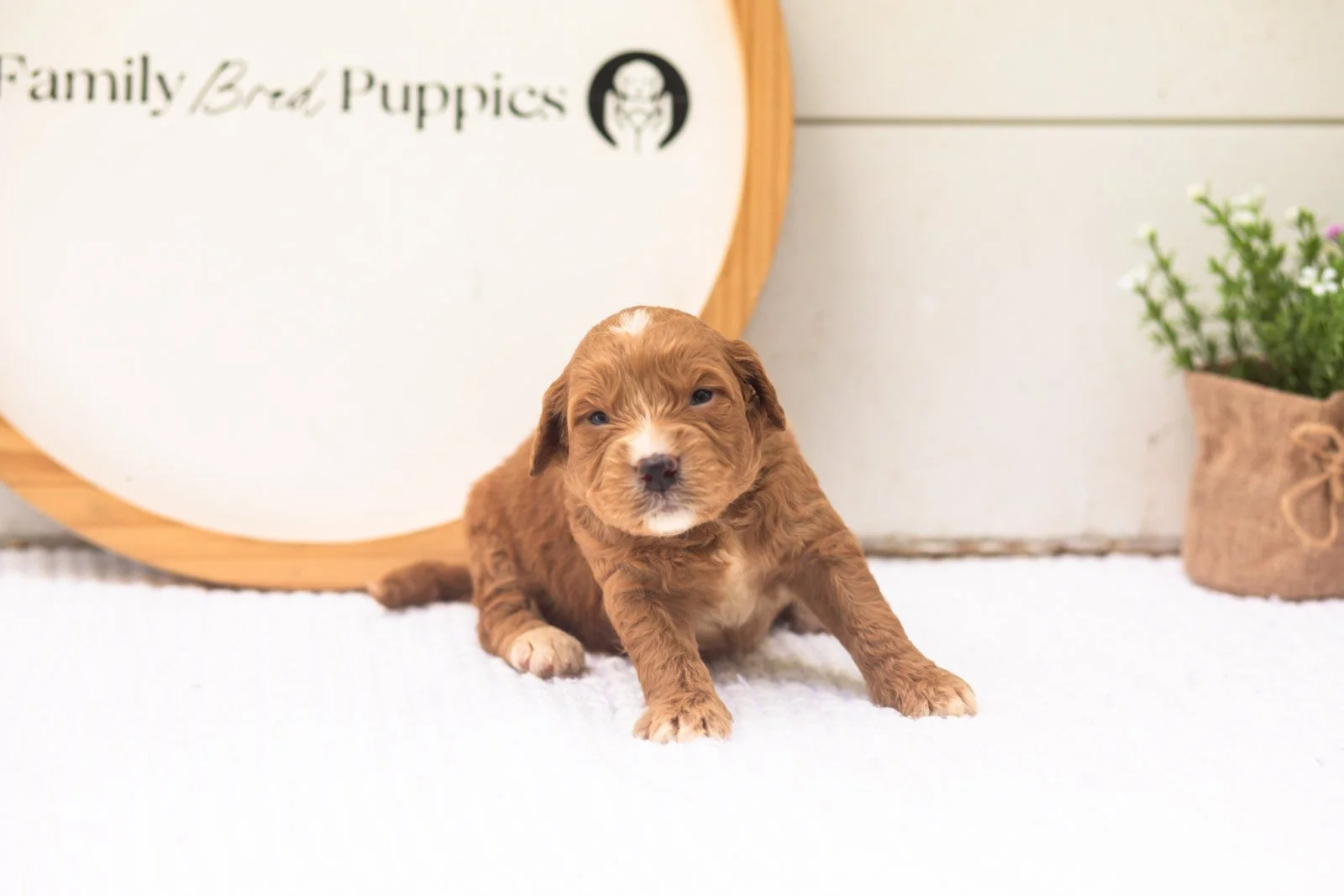 Hunter goldendoodle for sale.jpg