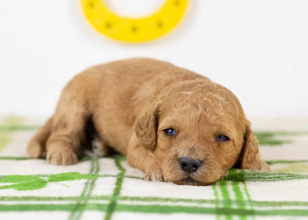 nate goldendoodle for sale(2).jpg