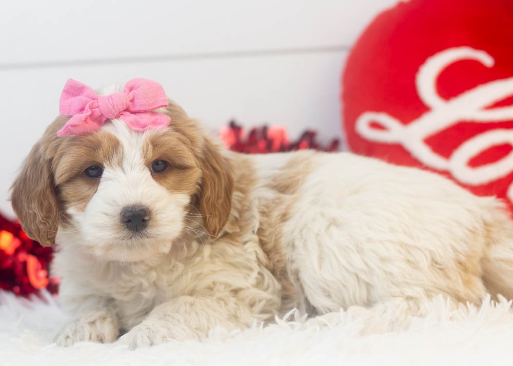 Annie goldendoodle for sale.jpg