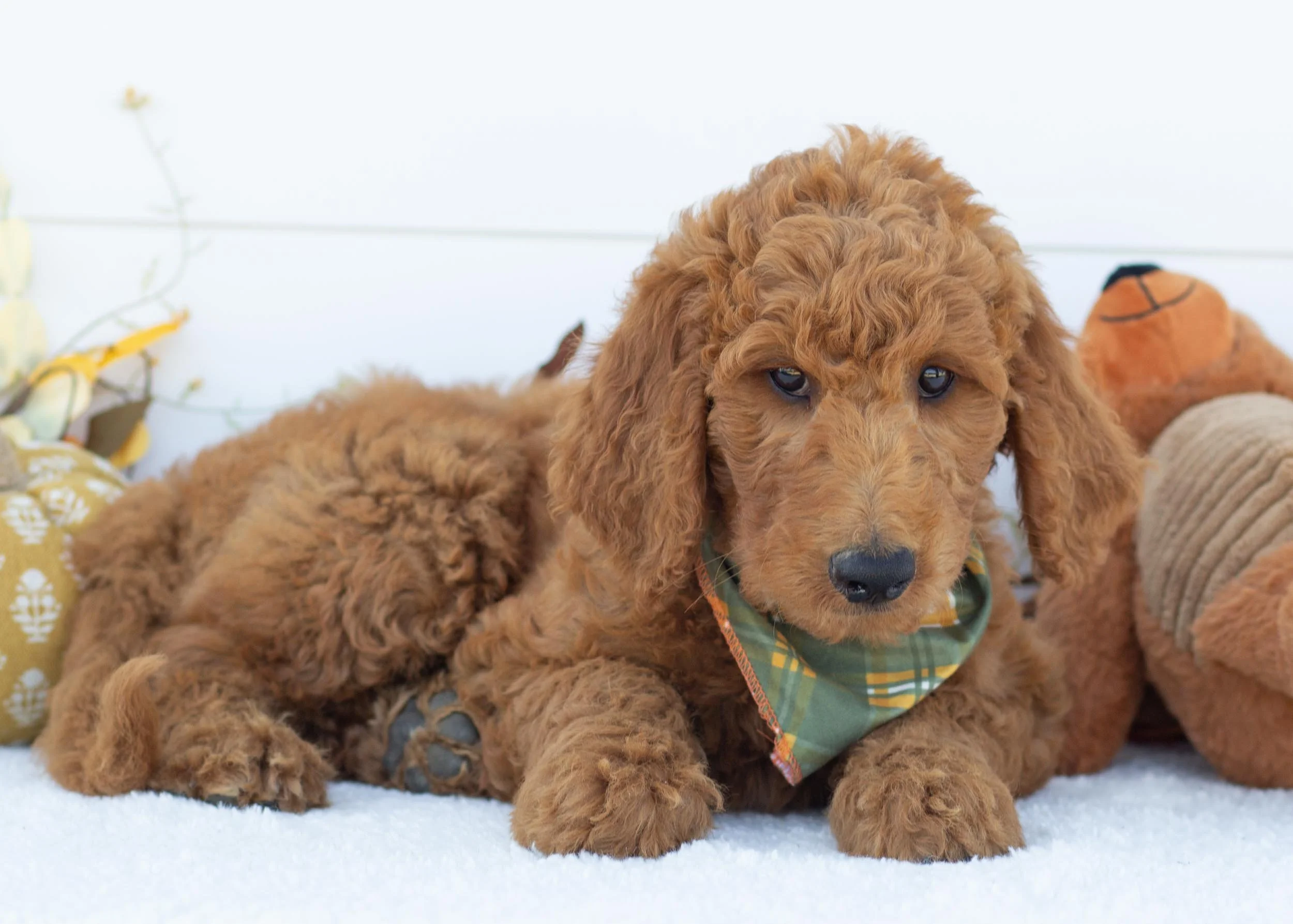 Slate goldendoodle for sale(1).jpg