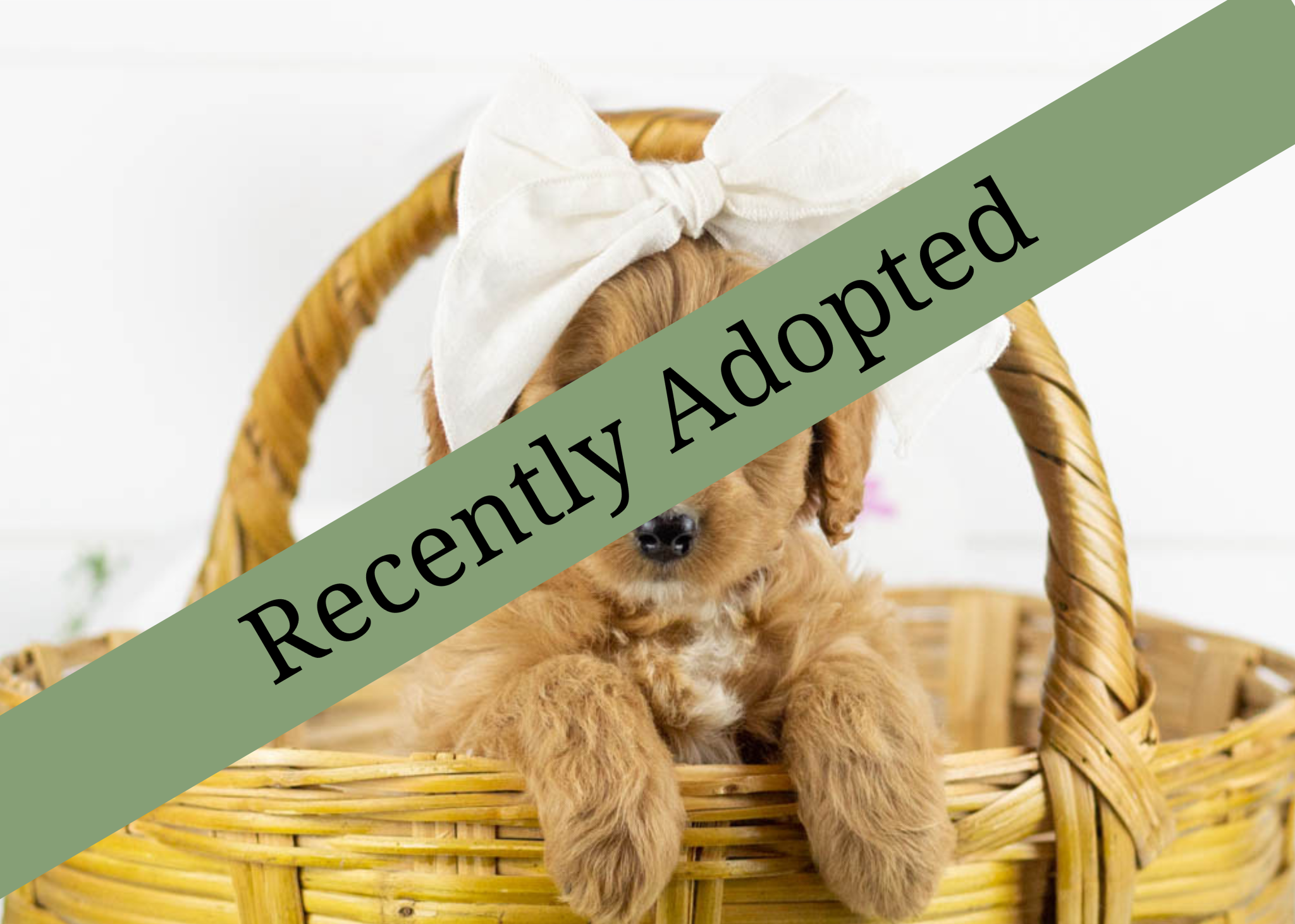 goldendoodle for sale