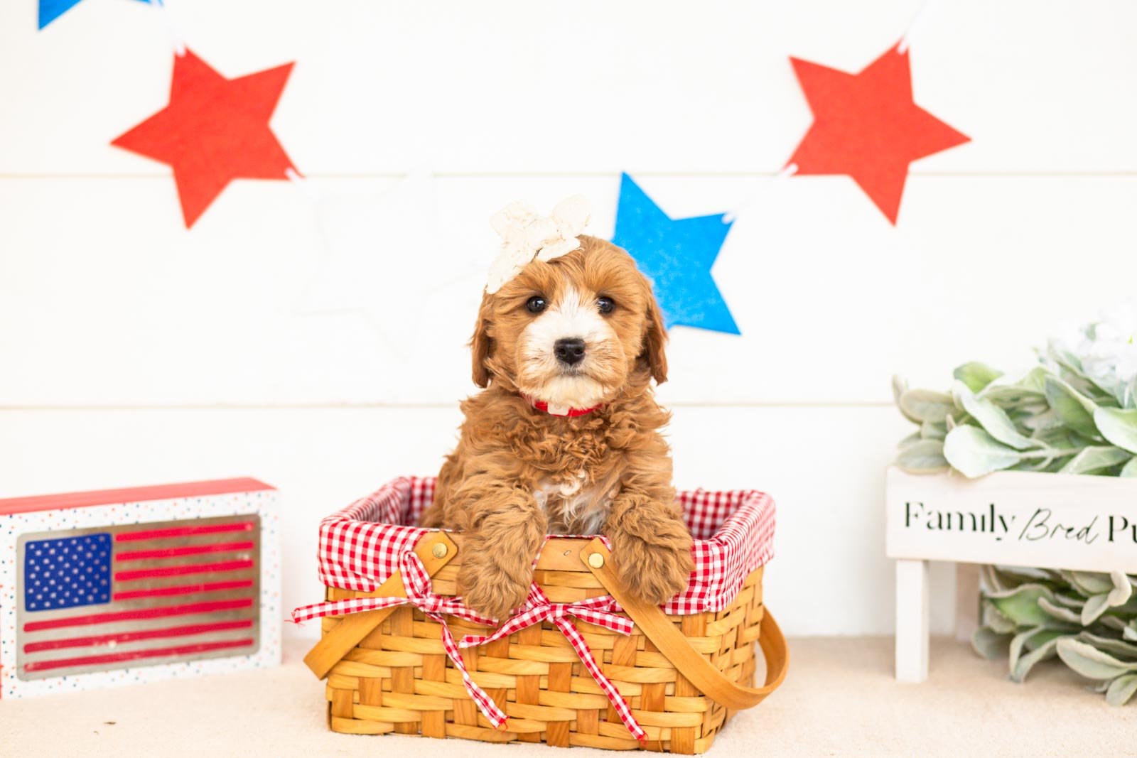mary goldendoodle for sale(4).jpg