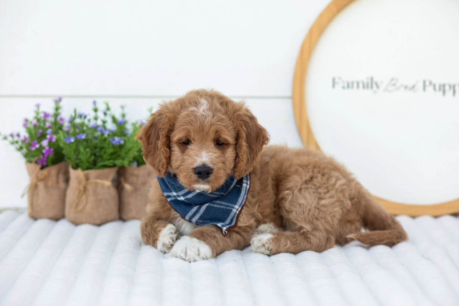 Brie goldendoodle for sale.jpg