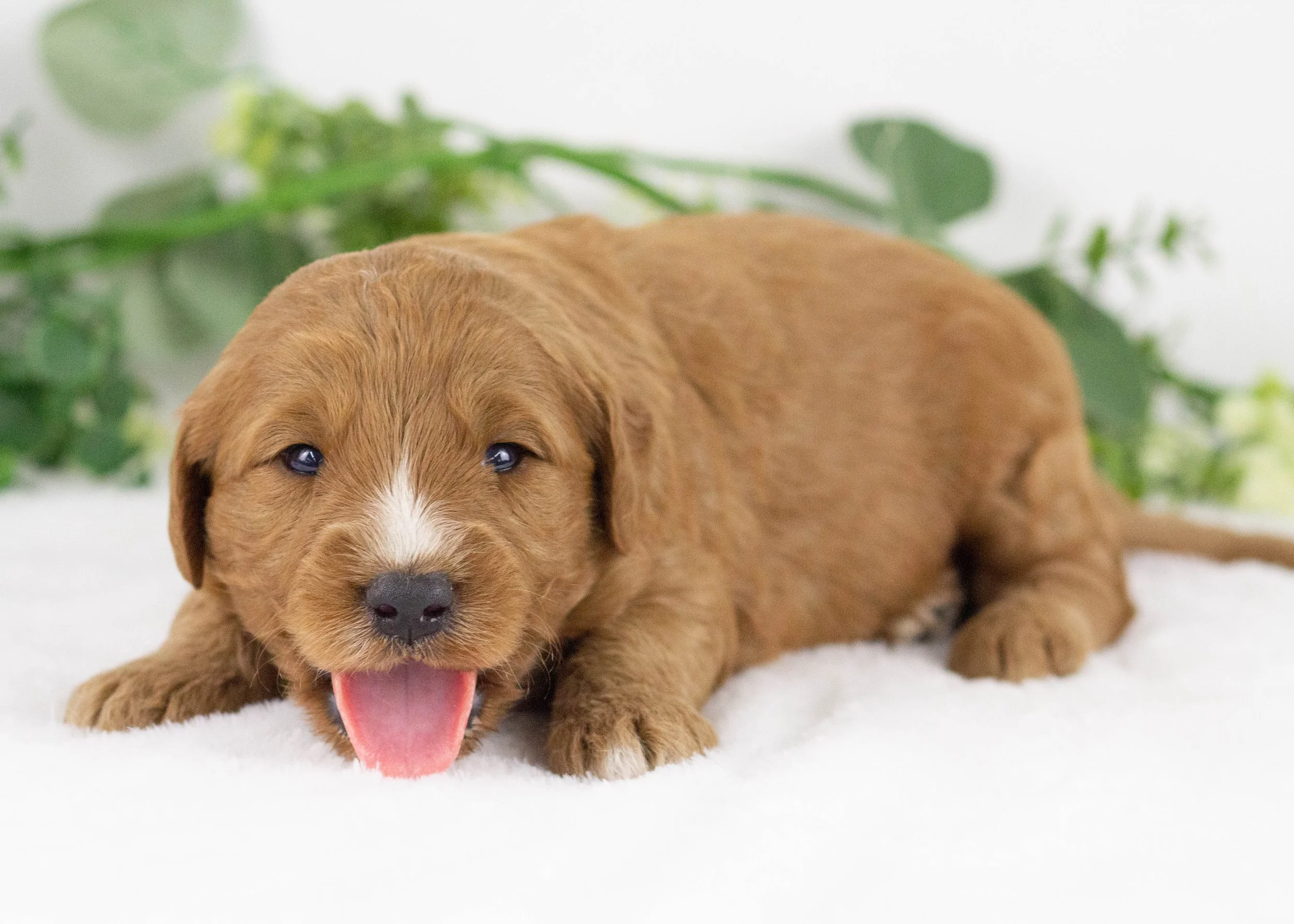 Cardinal goldendoodle for sale(1).jpg