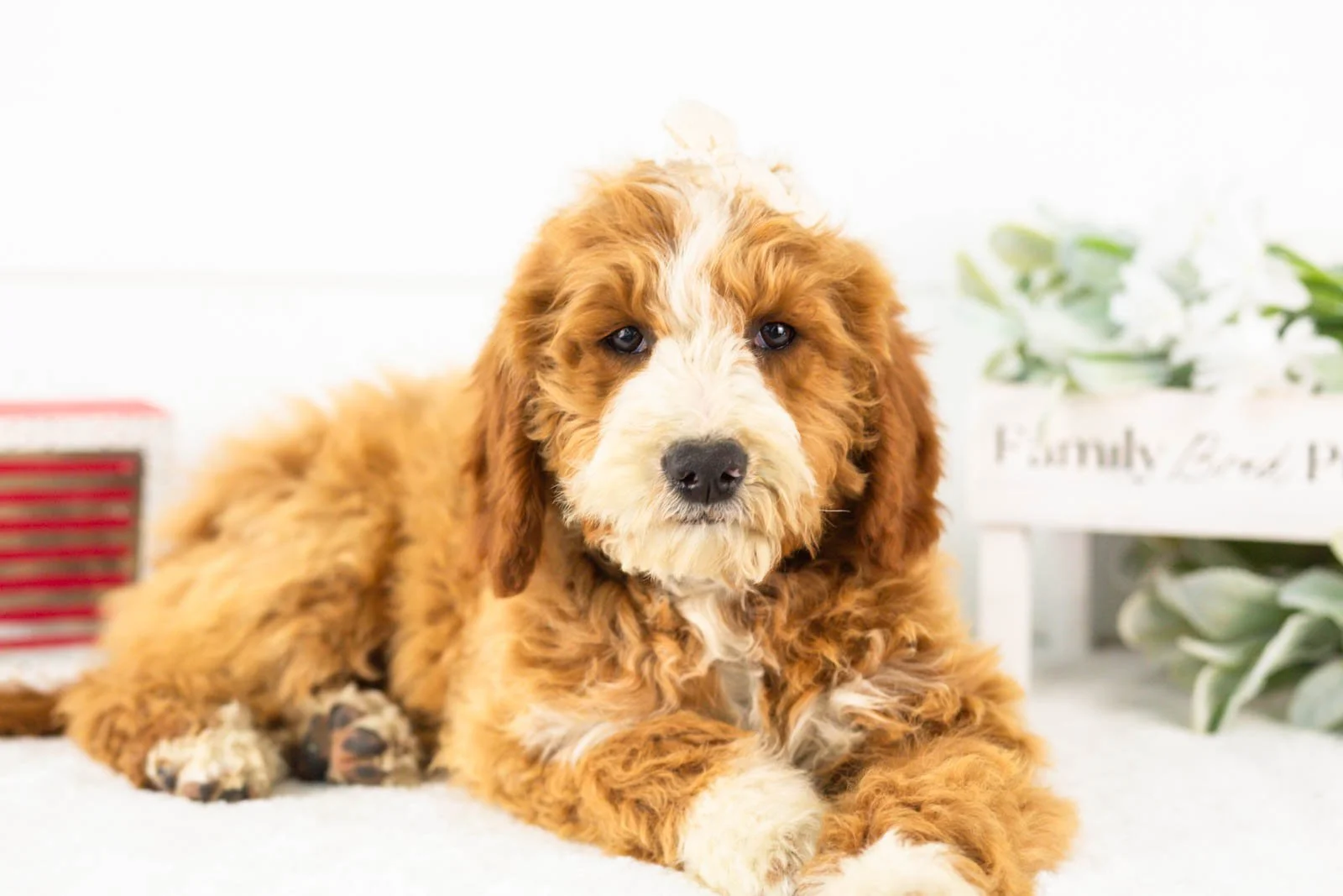 Brenda goldendoodle for sale.jpg