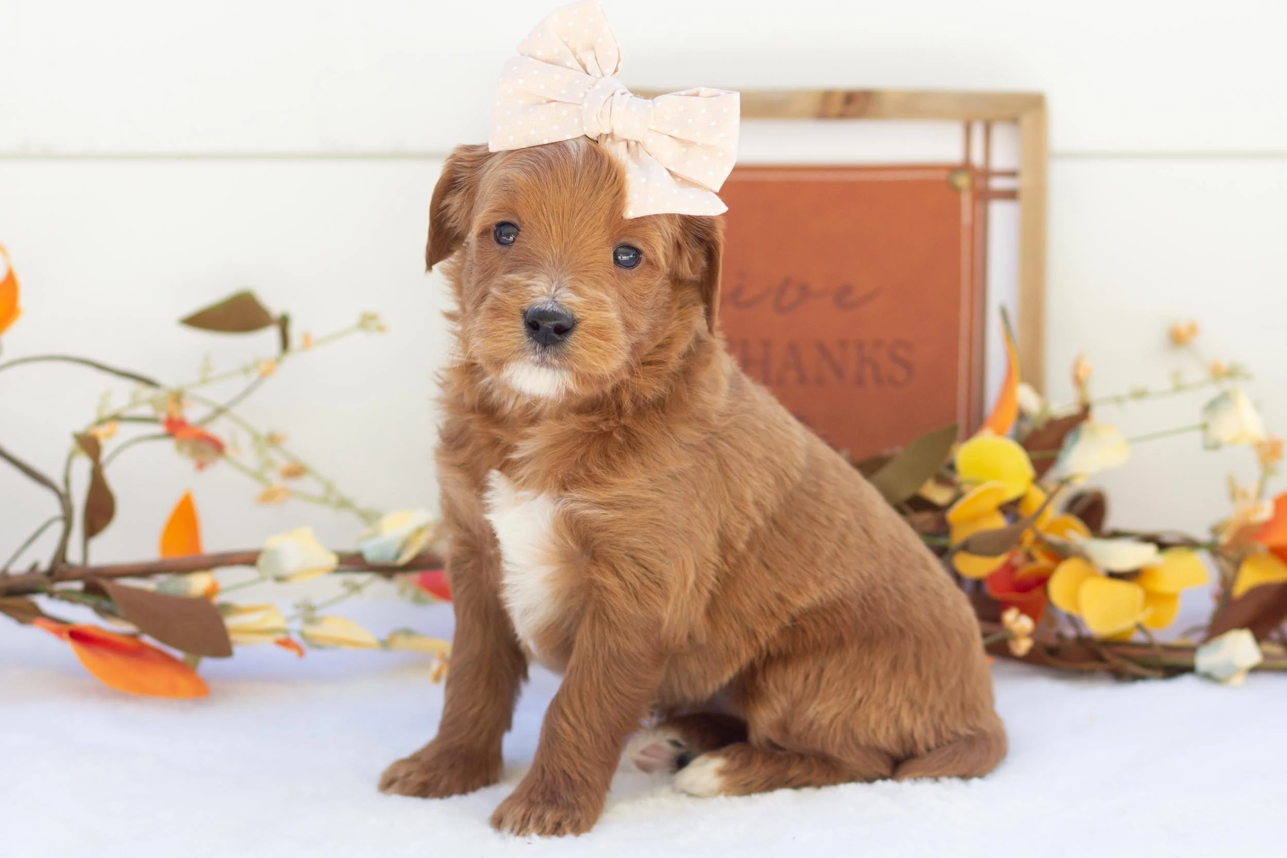 honey goldendoodle for sale.(2).jpg