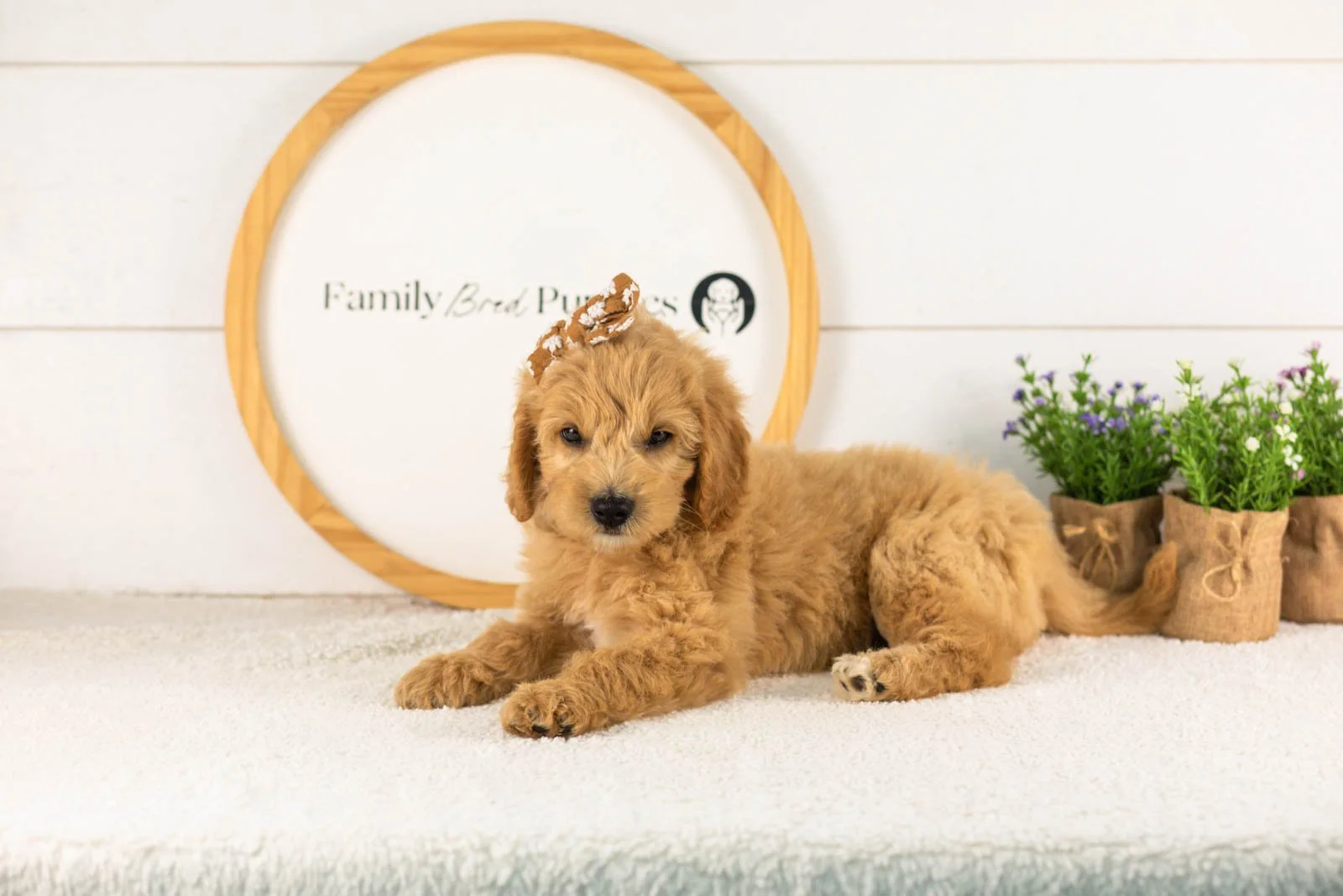 Marty goldendoodle for sale(3).jpg