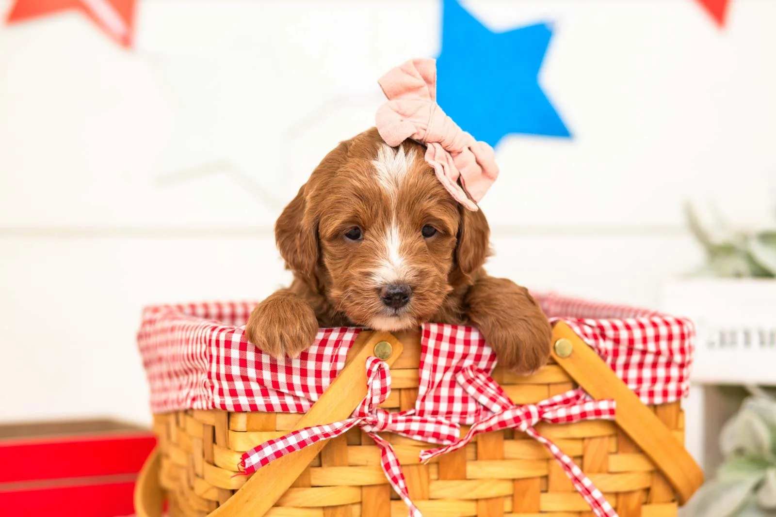 leia goldendoodle for sale(2).jpg