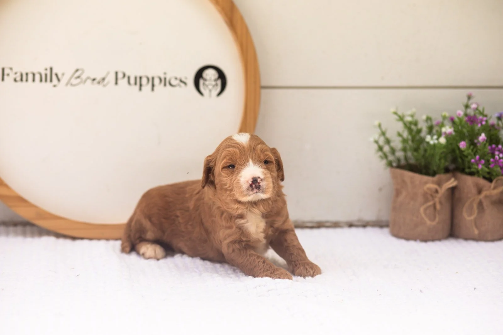 Maze goldendoodle for sale.jpg