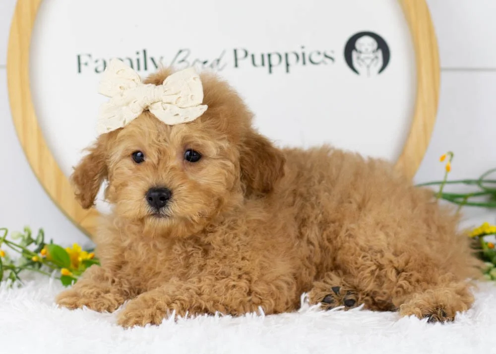 Whitney goldendoodle for sale(4).jpg